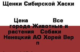 Щенки Сибирской Хаски › Цена ­ 20 000 - Все города Животные и растения » Собаки   . Ненецкий АО,Хорей-Вер п.